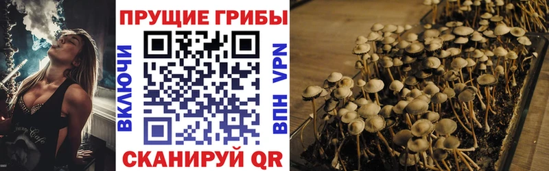 Псилоцибиновые грибы GOLDEN TEACHER  Тверь 